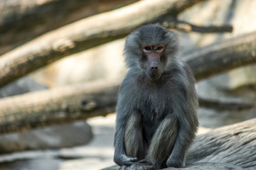 Portrait of monkey sitting alone on the tree