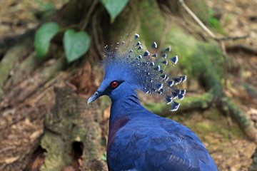 Victoria crowned pigeon, Kuala Lumpur, Malaysia