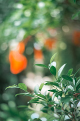 green leaf on tree, vintage tone.