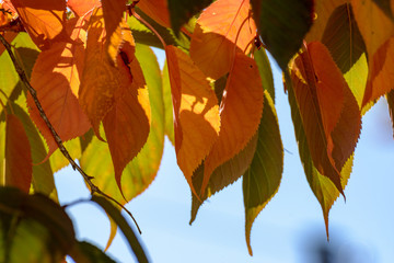 Herbstfärbung der Blätter der japanischen Zierkirsche