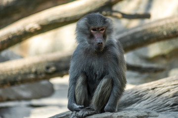 Portrait of monkey sitting alone on the tree