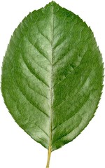 Obraz premium Rose Leaf - Isolated