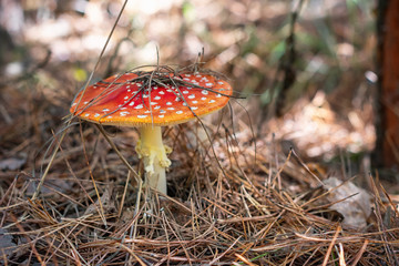 Red Fly Agaric mushroom.