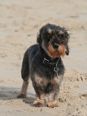 Rauhaardackel im Wind am Strand an der Nordsee, niedlicher Teckel im Urlaub