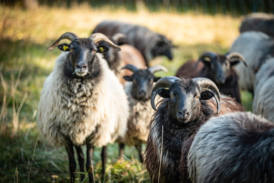 Familienfoto einer Schafherde mit Tiefenstaffelung und Unschärfe im Hintergrund