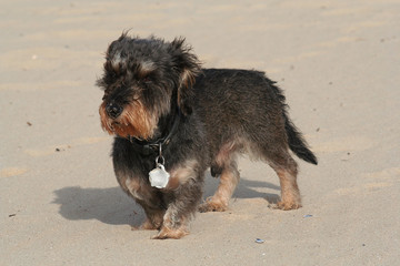 Teckel am Strand im Wind © SINNBILD Design