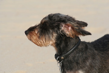 Rauhaardackel im Wind am Strand