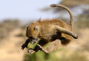 Springender Affe