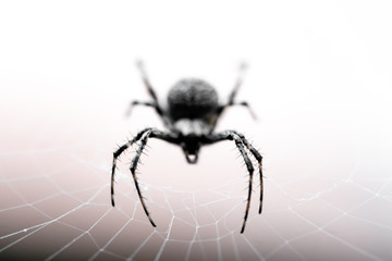 An eerie back lit Western Spotted Orb-Weaver perched at the center of it's web awaiting prey.