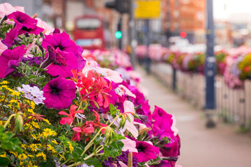Closeup of Bunch of purple and light pink flowers on a street in the city