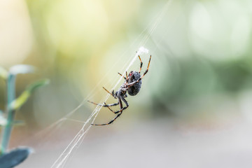 A Western Spotted Orb-Weaver perched at the center of it's web awaiting prey.