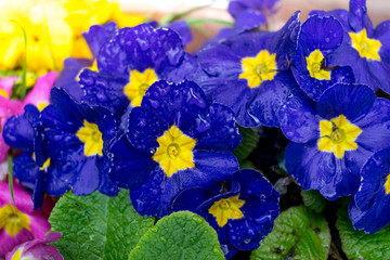 Closeup of beautiful and colorful Bunch of dark blue flowers with yellow inside