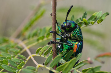 Jewel beetle in field macro shot