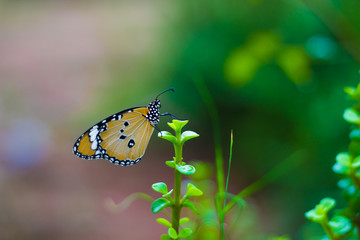 Plain Tiger  butterfly sitting on the flower plant with a nice soft background in its natural habitat
