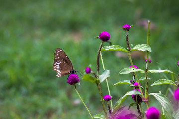 The common crow, is a common butterfly found in South Asia and Australia. In India it is also sometimes referred to as the common Indian crow, and in Australia as the Australian crow.