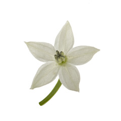 white flower of red chili pepper isolated on white background