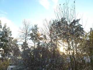 tree in winter
