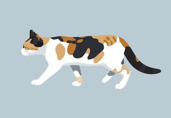 Cat vector illustration of  colorful walking domestic kitty flat design