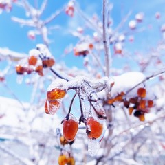 Red berries on snowy branch. Blue sky background.