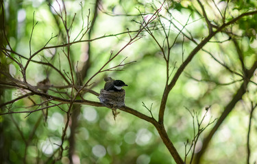 Malaysian Pied Fantail, Bird at nest