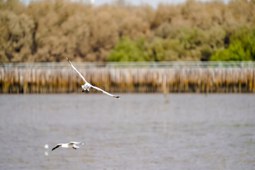 Seagull birds on beach / mangrove forest.