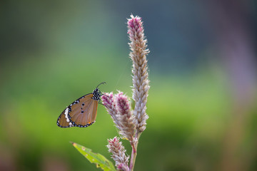 The Plain Tiger  butterfly sitting on the flower plant with a nice soft background in its natural habitat during the day