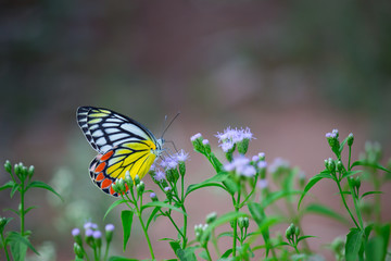 Beautiful Indian Jezebel Butterfly sitting on the flower plant in its natural habitat with a nice soft bluryy green background