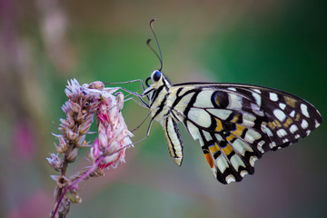 The Common Lime Butterfly sitting on the flower plants in its natural habitat with a nice soft blurry background.