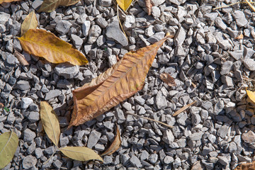 autumn fallen leaves on wooden stump