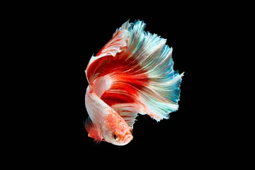Rolgordijnen The moving moment beautiful of siamese betta fish or splendens fighting fish in thailand on black background. Thailand called Pla-kad or biting fish. © Soonthorn