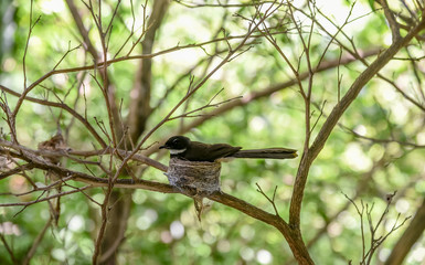 Malaysian Pied Fantail, Bird at nest