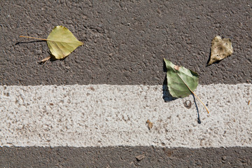 autumn fallen leaves on asphalt