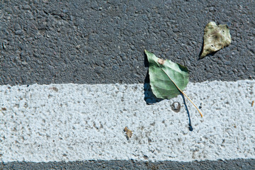 autumn fallen leaves on asphalt