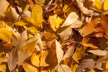 red maple leaf fell on the yellow maple