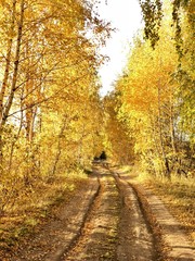 Obraz premium Golden autumn 