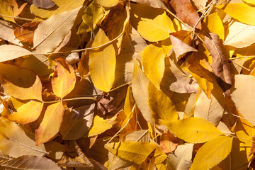 red maple leaf fell on the yellow maple