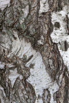 birch bark texture background paper