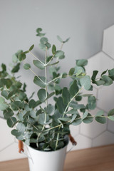 Fototapeta premium Eucalyptus in the home interior