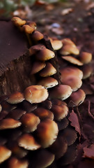 poisonous tree fungus 