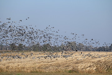 Sammelplatz der Kraniche in Vorpommern