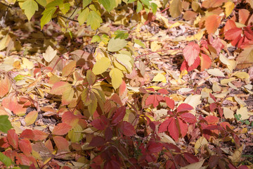 red maple leaf fell on the yellow maple