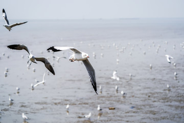 Seagull birds on beach / mangrove forest.