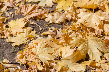 red maple leaf fell on the yellow maple