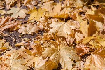 red maple leaf fell on the yellow maple