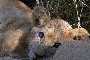 Lion cub resting, Chaminuka Park, Zambia