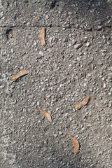 Autumn background. Dry orange foliage lying on asphalt. Fallen oak leaves on road. Orange and yellow autumn fallen leaves on wet asphalt path, road backgound