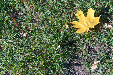 autumn fallen leaves on the green grass
