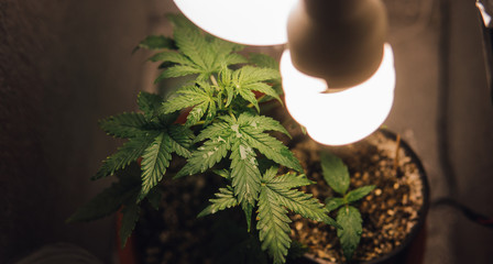 Growing Marijuana indoors close-up. HGrow Cannabis in Your Closet