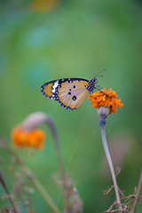Plain Tiger  butterfly sitting on the flower plant with a nice soft background in its natural habitat