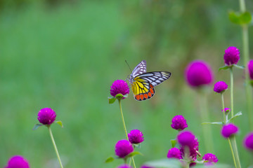Beautiful Indian Jezebel Butterfly sitting on the flower plant in its natural habitat with a nice soft bluryy green background